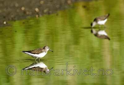 BB 06 0109 / Tringa ochropus / Skogsnipe